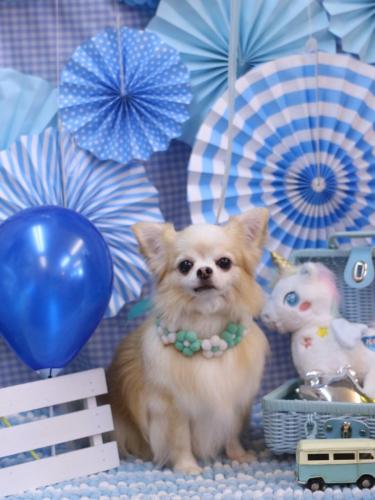 20231116ヴィヴィちゃん